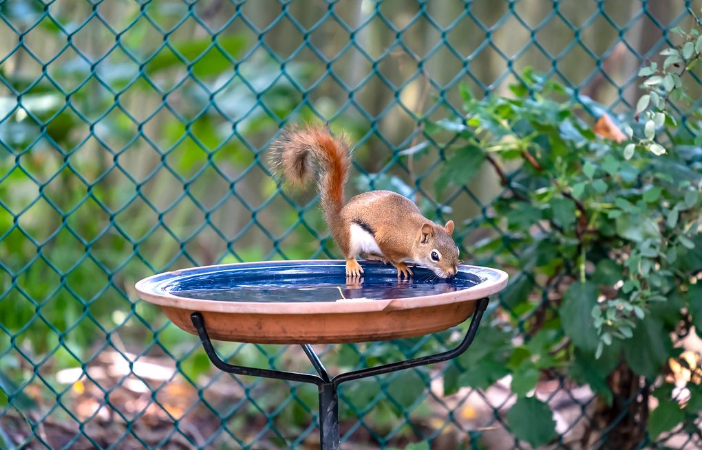 How to help local wildlife during heat waves