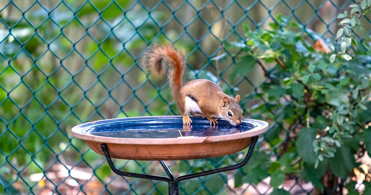 How to help local wildlife during heat waves
