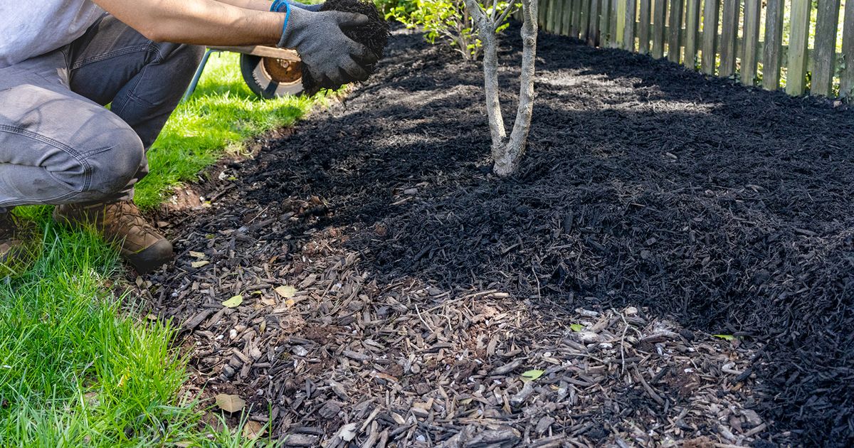 Ask Angi: Why this is an important time to inspect your trees