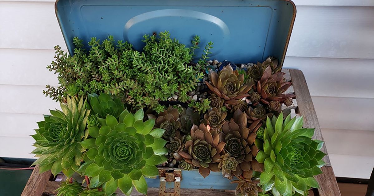 Garden planters with character and whimsy