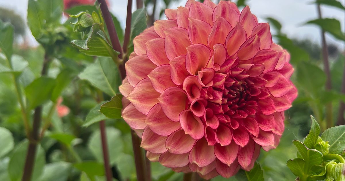 As dahlia season peaks, a local expert shares her growing wisdom