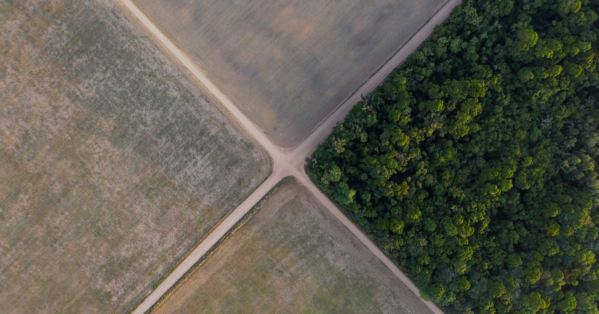 Brazil Supreme Court upholds laws that led to downfall of Amazon soy moratorium