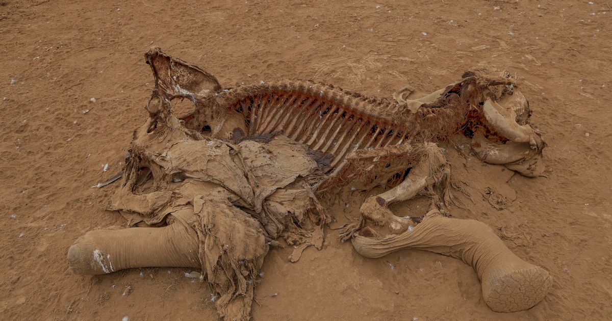 Farmers in Kenya dispute that cyanide poisoning could have killed 15 elephants