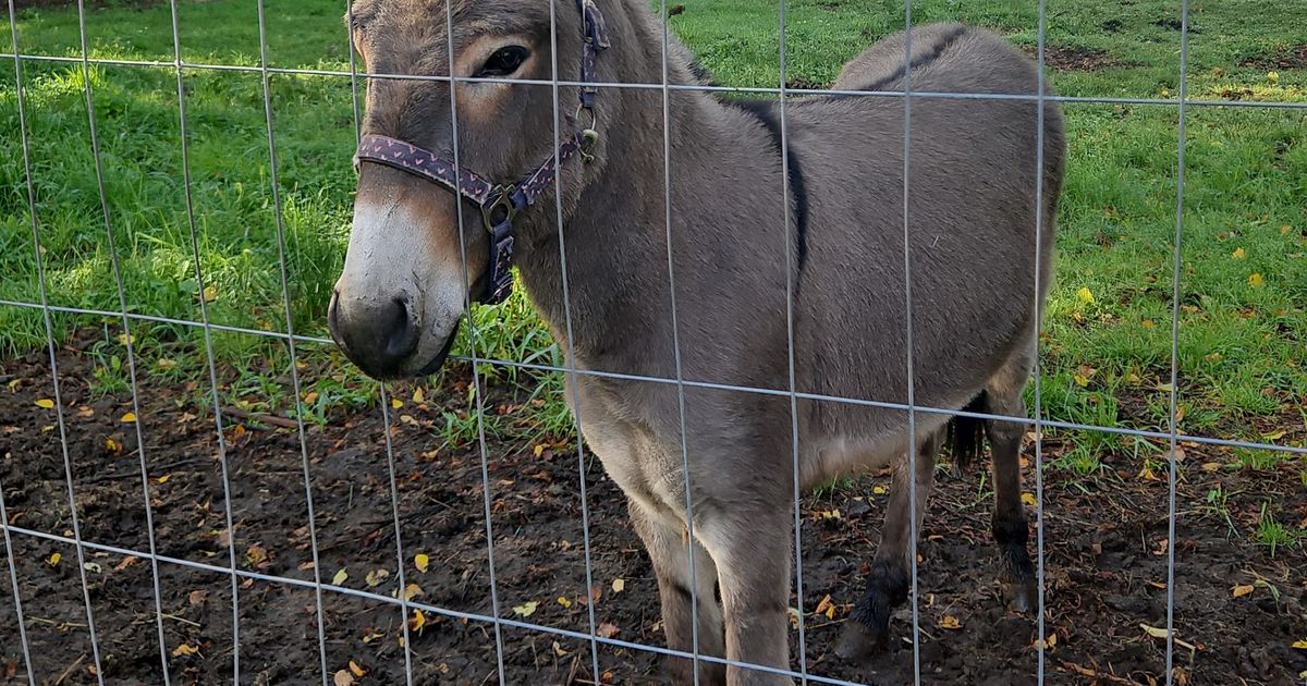 3 injured after donkey jumps into a van, kicking and biting, in northern Germany