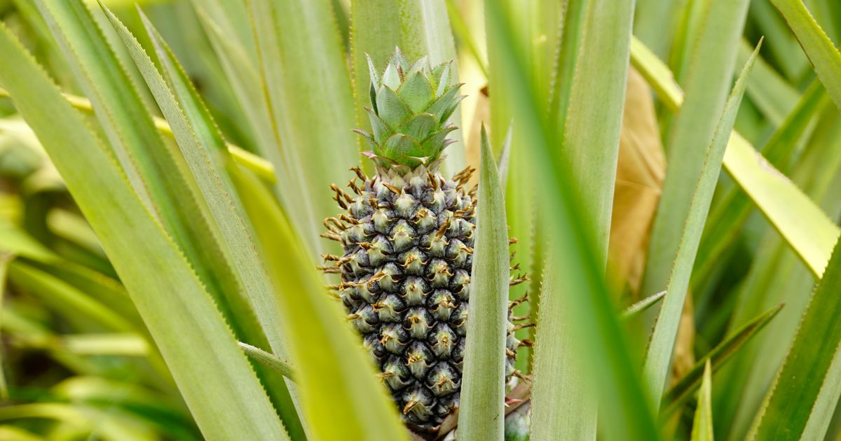 Can pineapples thrive in Africa’s Sahel? A Burkina Faso farmer says the answer is yes