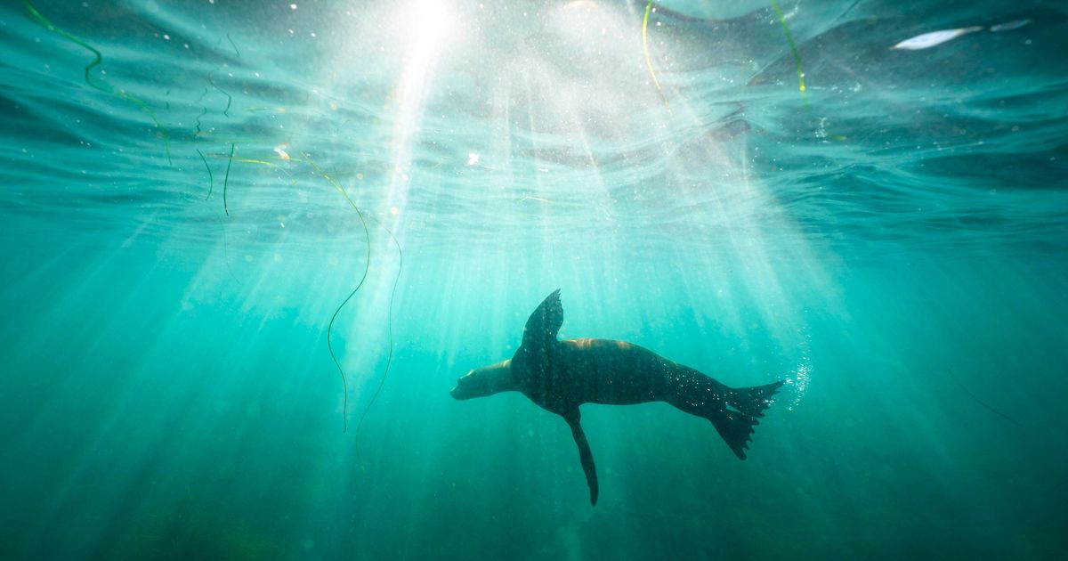 Man, 18, Pleads Guilty to Repeatedly Kicking Sea Lion in California - image 1