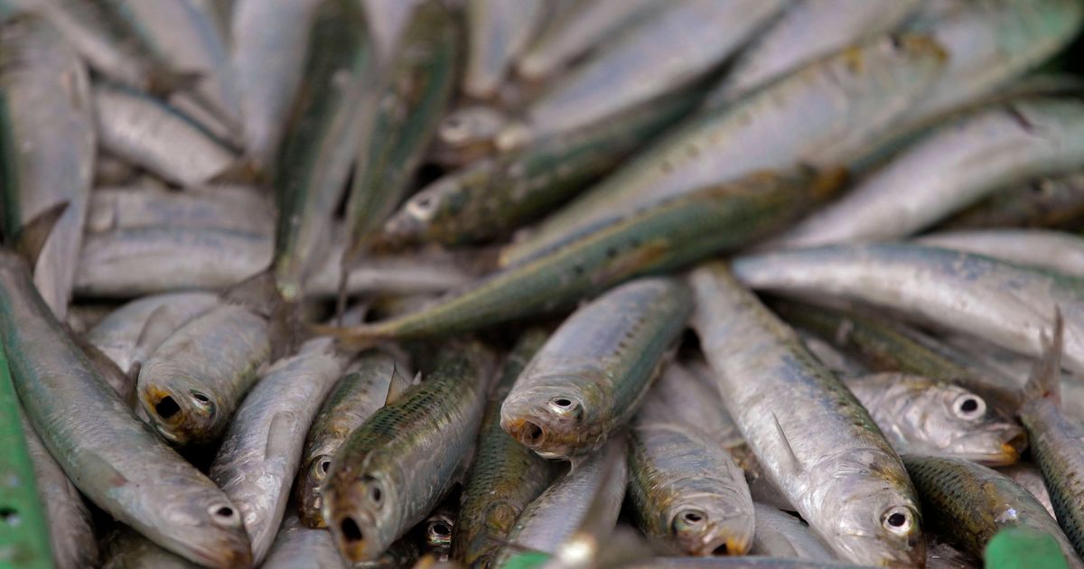 Scientists investigate if a herpes virus is behind the mass deaths of sardines off South Africa