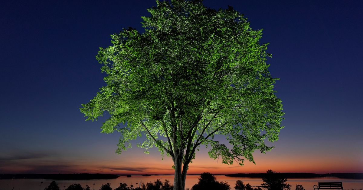A new generation of elm trees could be equipped to beat the disease that killed the parents