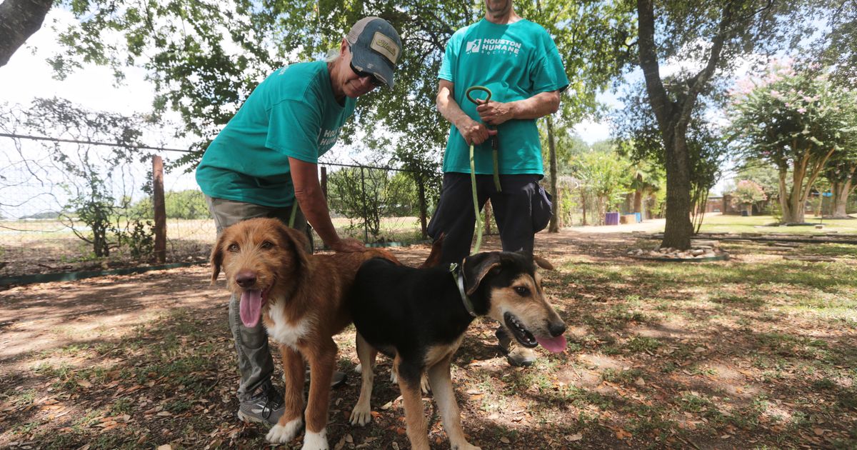 Concerns about the New World screwworm have put Texas pet adoptions on hold