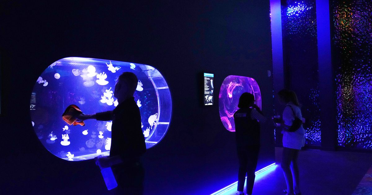 Mesmerizing jellyfish take center stage at 1st US museum dedicated solely to the floating predators
