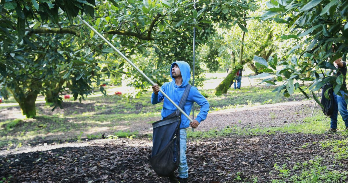 Avocado pickers in Mexico welcome restart of exports to US, but security fears remain