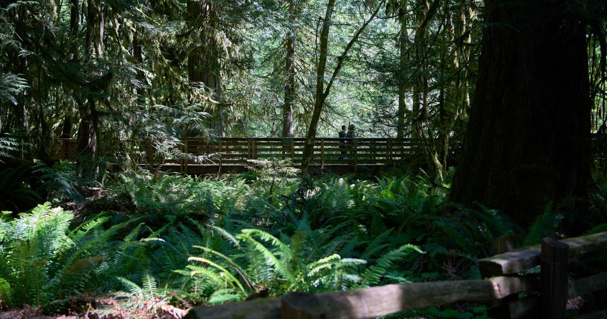 Saving old trees might save lives