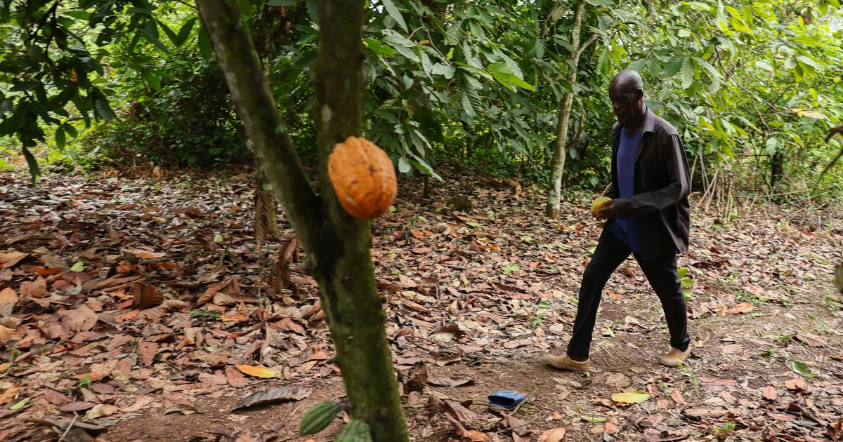 Ghana parliament backs tough cocoa farm protections, with up to 20 years in prison