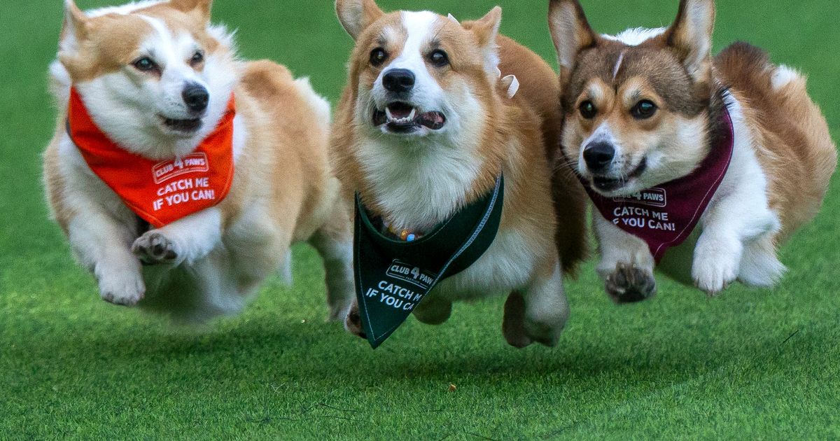 Corgis run, bark and sniff their way to glory at a growing international race - image 1