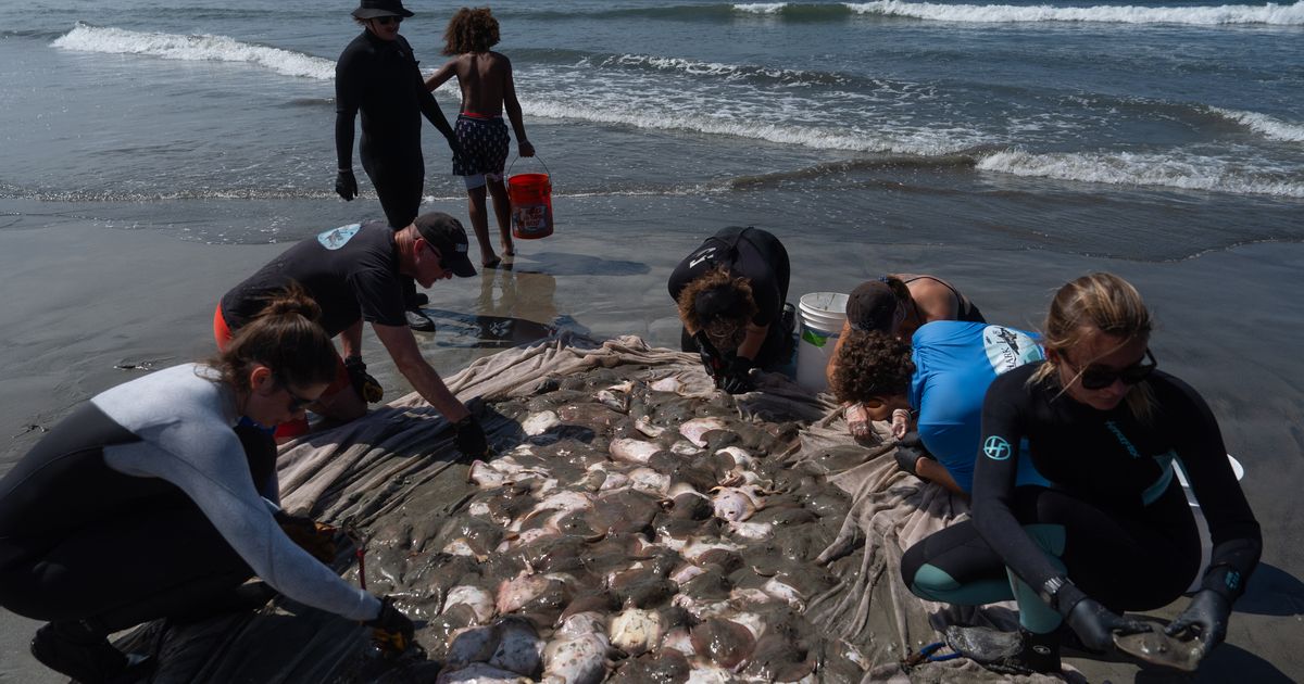 Stingray lashings up as marine heat wave off Southern California draws more to shore