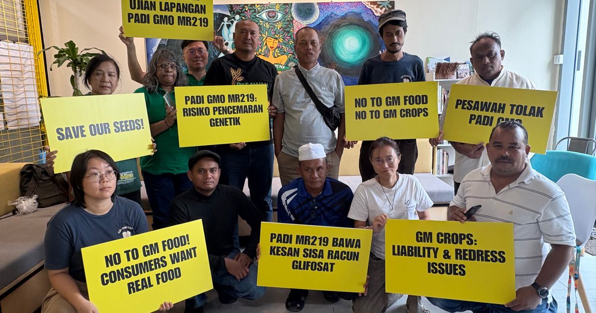 Malaysian farmers, environmental groups call for rejection of GMO rice trial