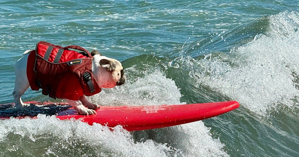 Top dogs ride waves at annual World Dog Surfing Championships