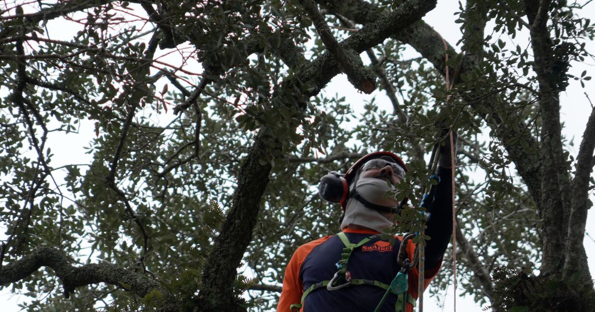 Preservationists are working to extend the life of a rare Revolutionary War ‘witness tree’