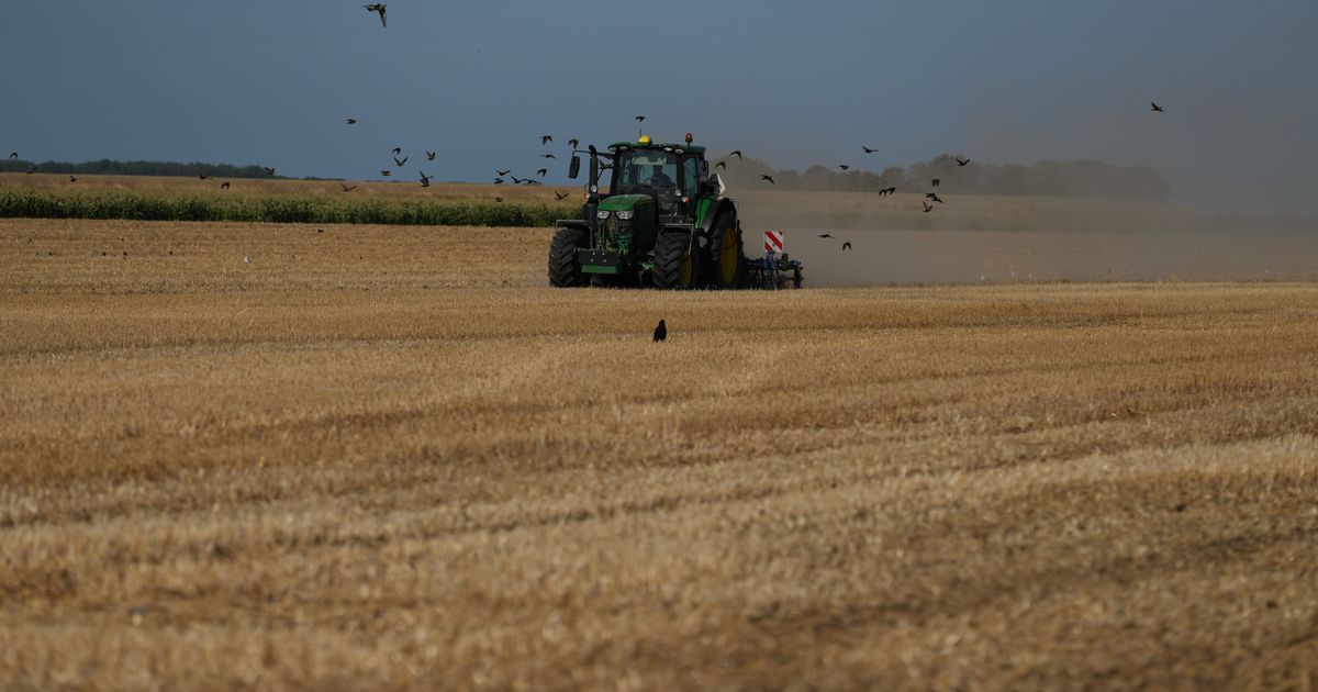 A punishing European drought shrivels crops from Dutch potatoes to Bosnian corn
