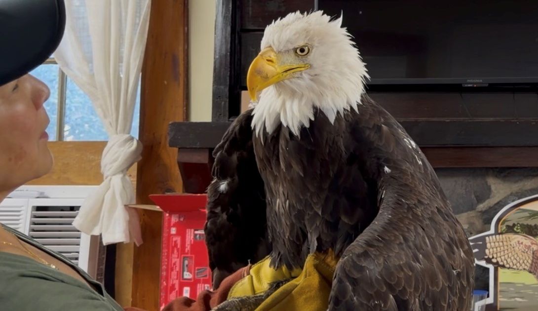 Jackie, the famous California bald eagle, dies after weeks of intensive care - image 3