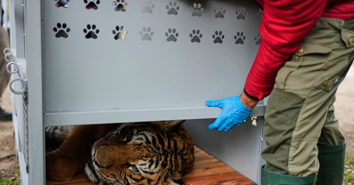 Lions and tigers begin a long-awaited rescue from a notorious Argentine zoo
