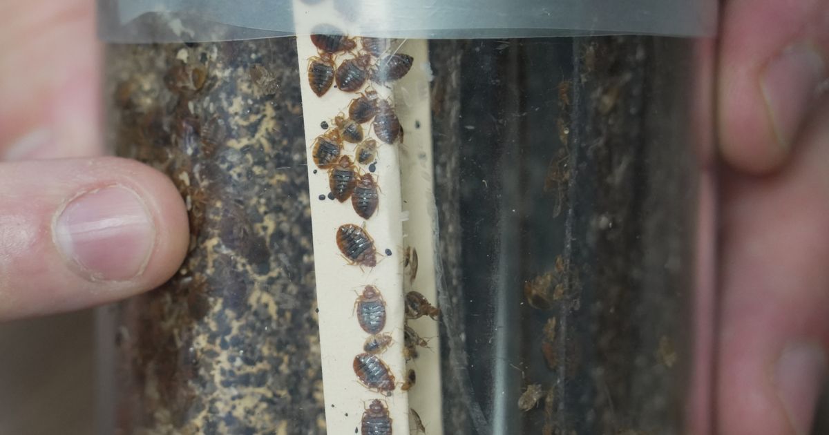 Bedbugs can cause people to lose sleep — and blood. Here’s what to do about them