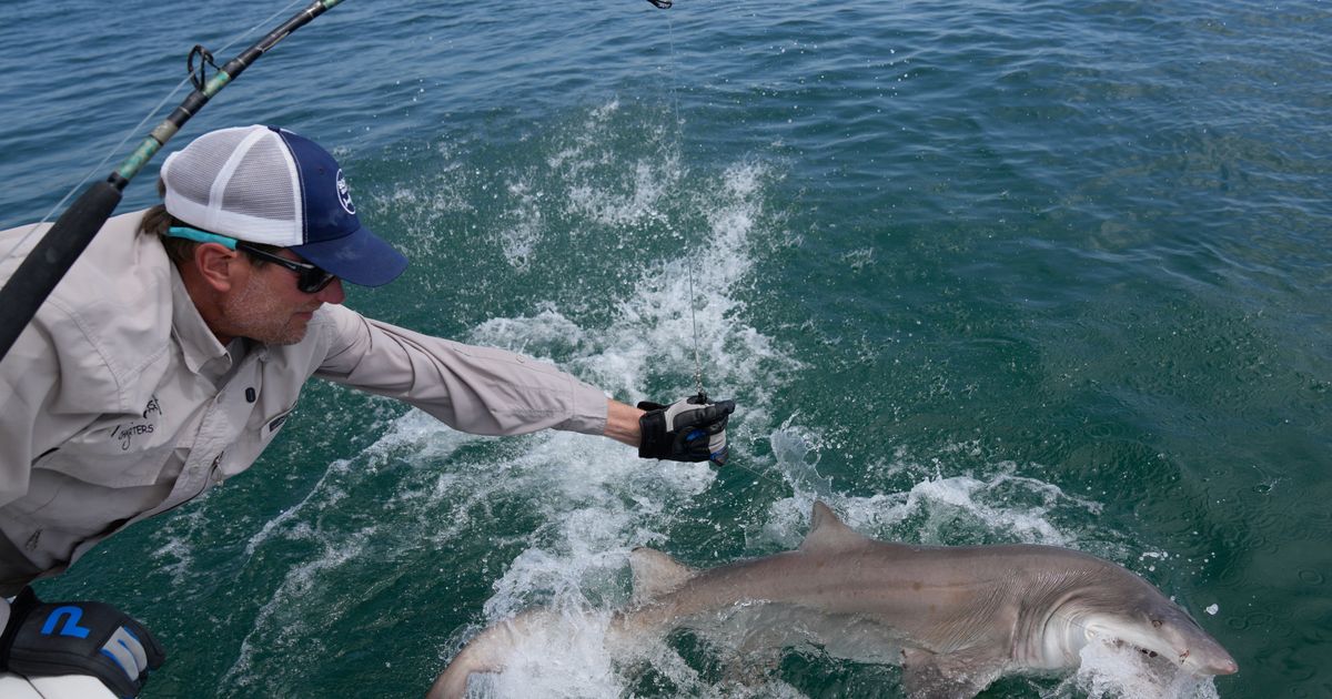 Researchers catch sharks off NY’s Hamptons, attach trackers to toothy predators