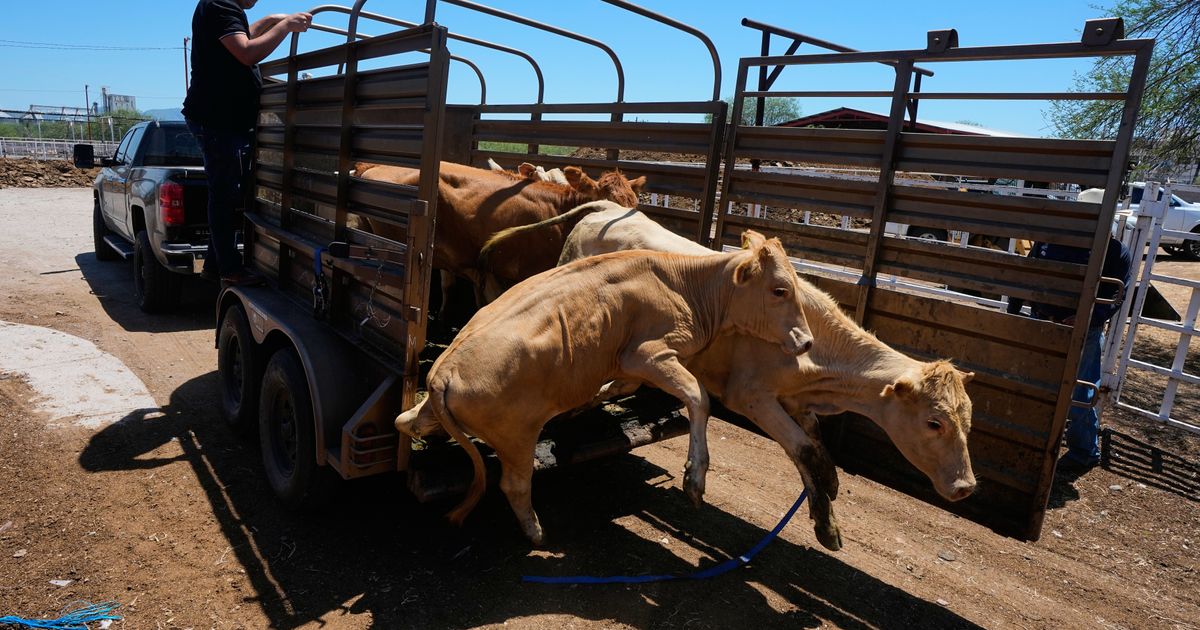 Mexico resumes limited cattle exports to US after screwworm pause, relieving ranchers