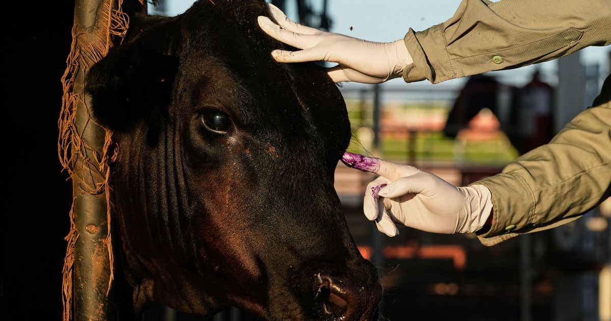 Mexican ranchers prepare to resume livestock sales to US under tight controls over screwworm risk