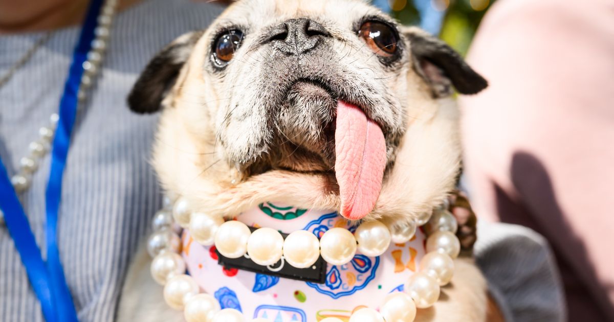Jinny Lu, the World’s Ugliest Dog, proves that looks aren’t everything