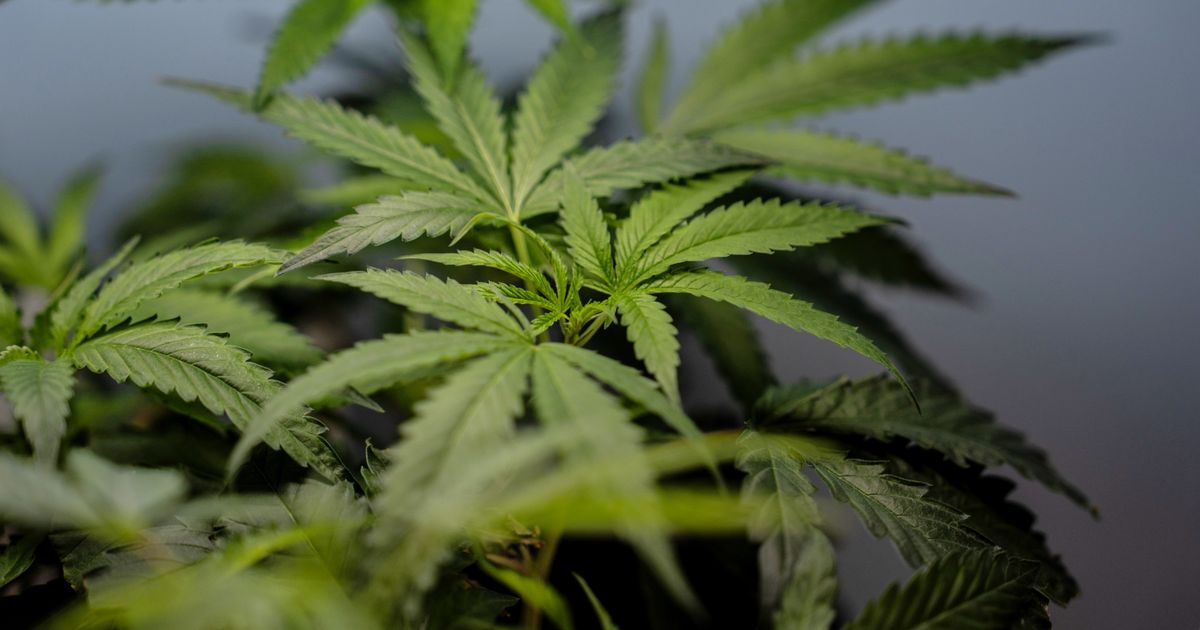 US sees a big jump in nausea cases among frequent marijuana users in the hospital