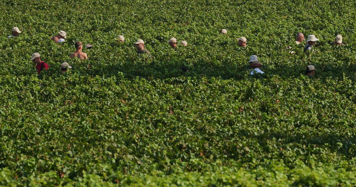 Extreme heat is reshaping Italy’s sparkling wine industry with early harvests and nighttime picking