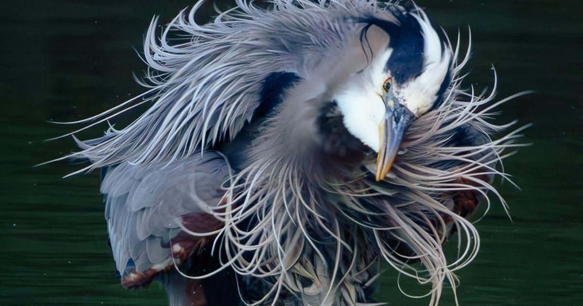 A heron shakes it off on Bainbridge Island