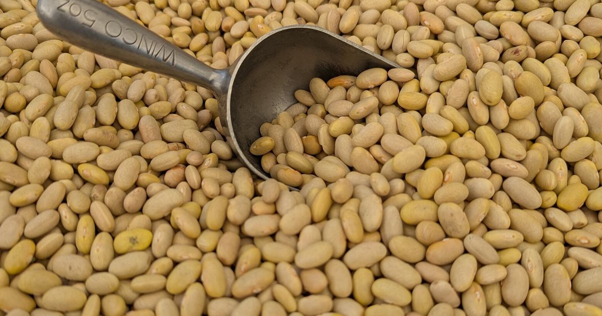 Mayocoba beans, known by many other names, are small, soft, perfect