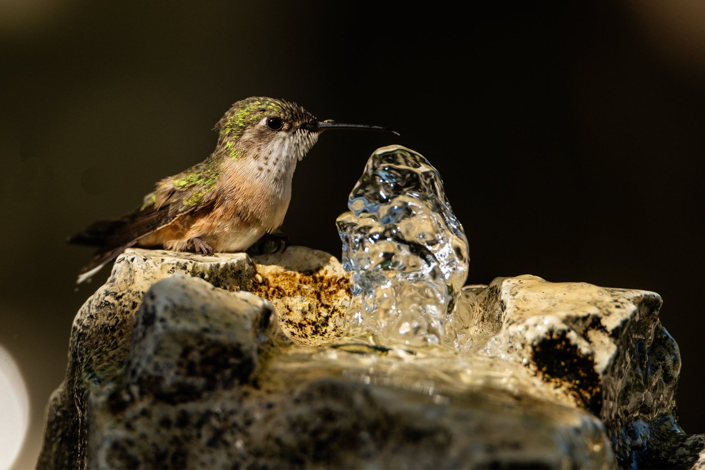 A hummingbird-sized bathtub. (Tim Nicol)
