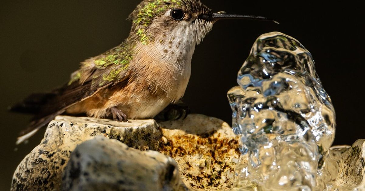 Little bird finds a bath that's just its size
