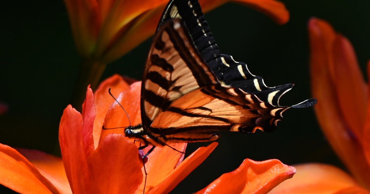 Butterfly goes incognito among flowers of a similar orange