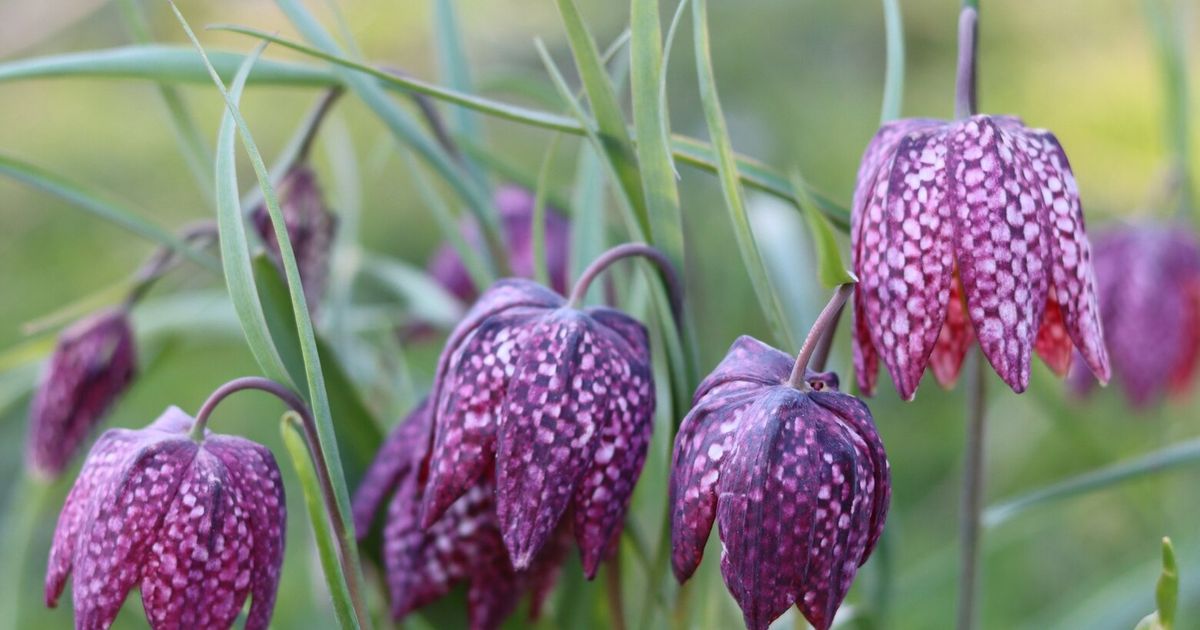 How to plant fritillaries for flowers with checks and drama