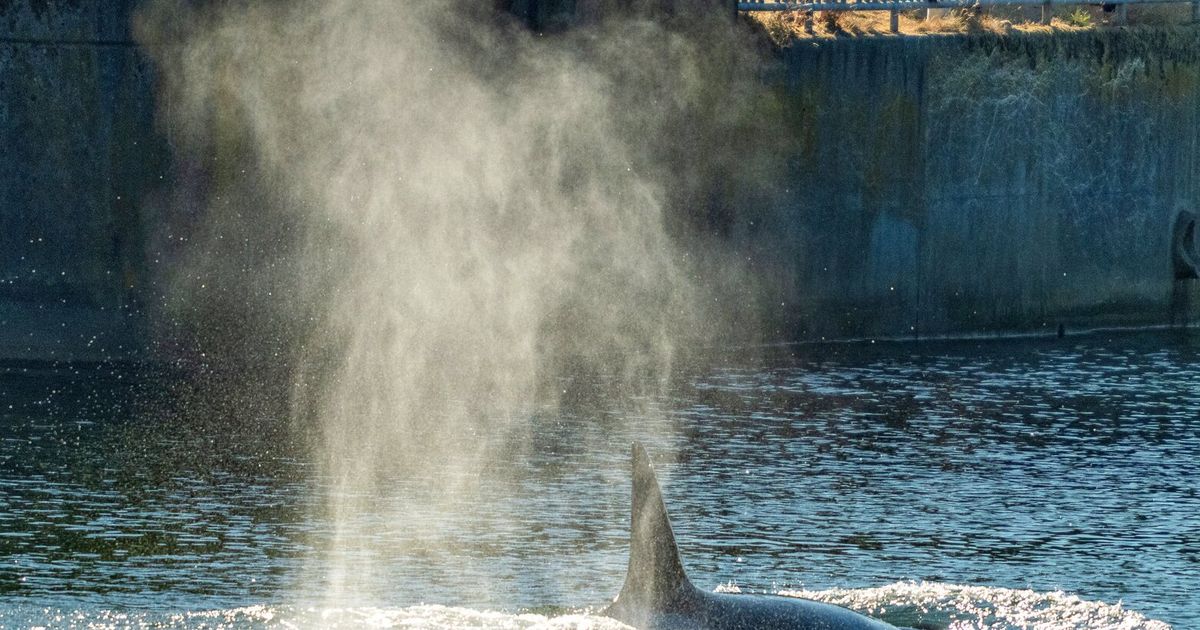 A rare orca appearance caught on camera