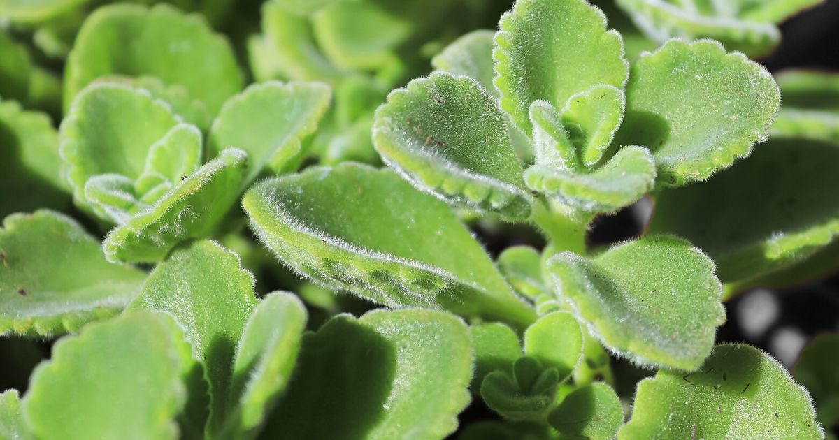 Bring these plants indoors for fragrance and color over winter