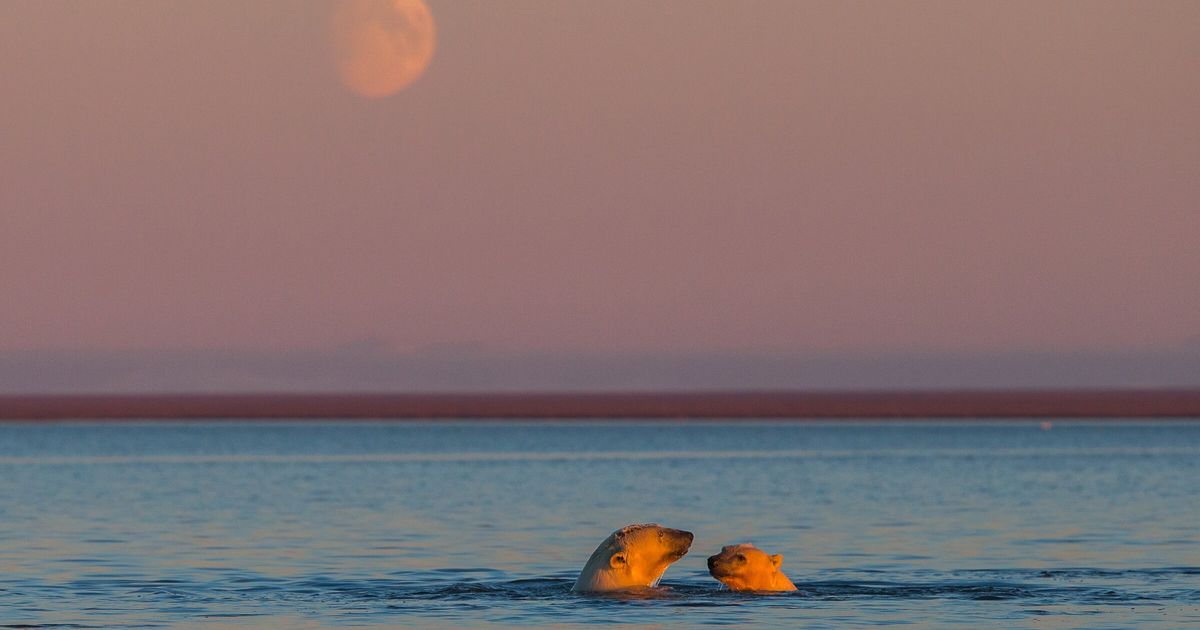 Oil interests threaten life in Arctic refuge’s fragile coastal plain