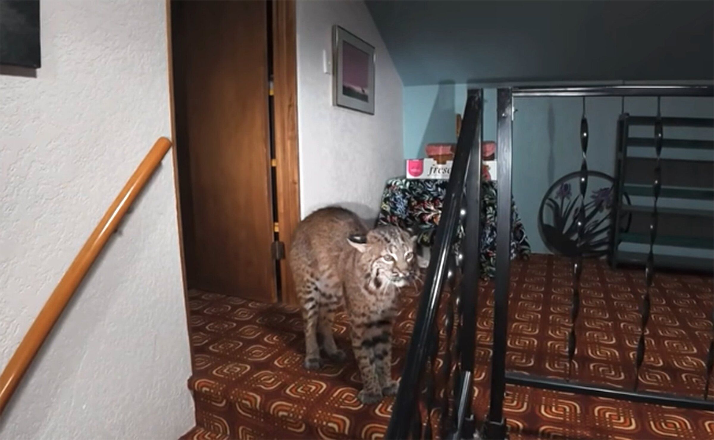 Kirkland police respond to 911 call, find bobcat inside home; furry intruder safely removed and released