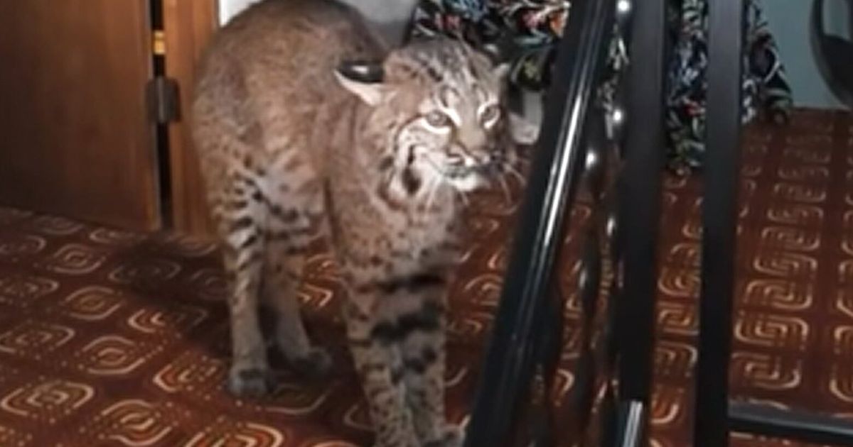 Police bust ‘cat burglar’ bobcat, caught on video in Kirkland home