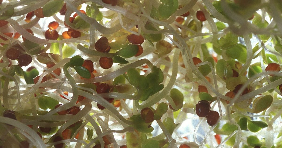 Salmonella-contaminated broccoli sprouts sicken people in WA