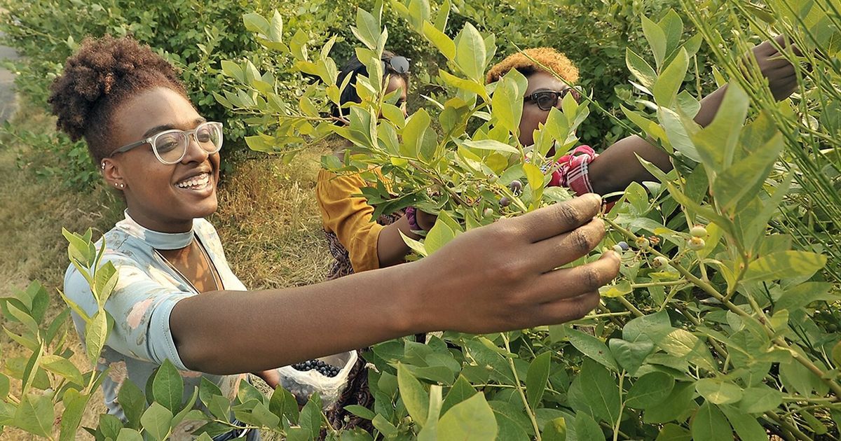 At Tacoma’s Charlotte’s Blueberry Park, pick fruit before season ends