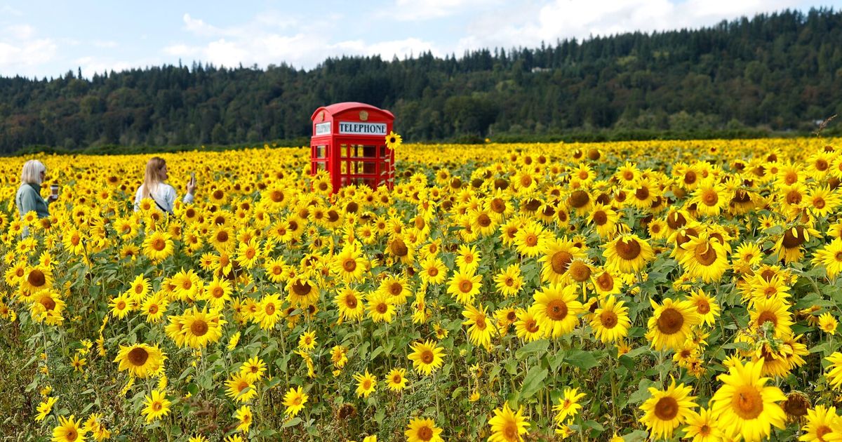 Seattle-area sunflower farms and more activities to send off summer