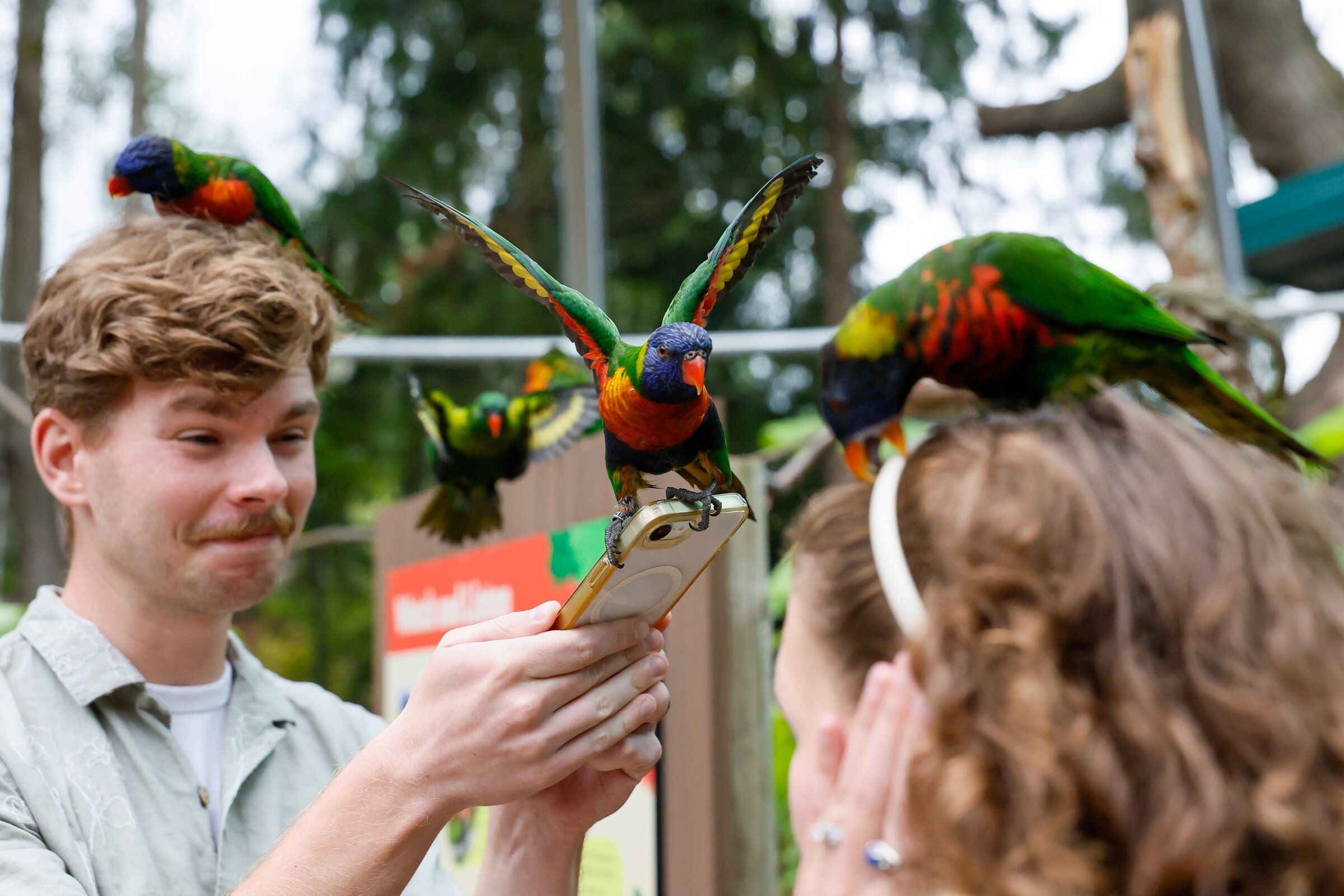 Joseph Weaver tries to photograph his wife, Jersey, as lorikeets use her and Weaver’s phone as perches at Woodland Park Zoo on Monday in Seattle. (Jennifer Buchanan / The Seattle Times)