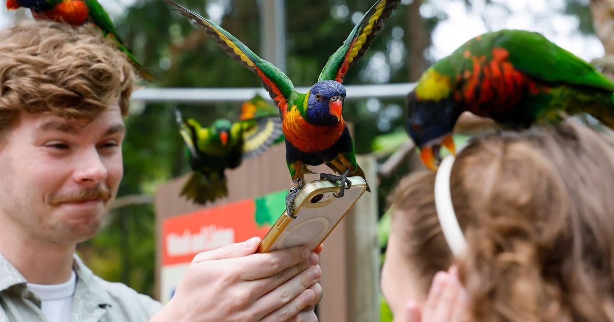 Lorikeets are colorful highlight of a new Woodland Park Zoo exhibit