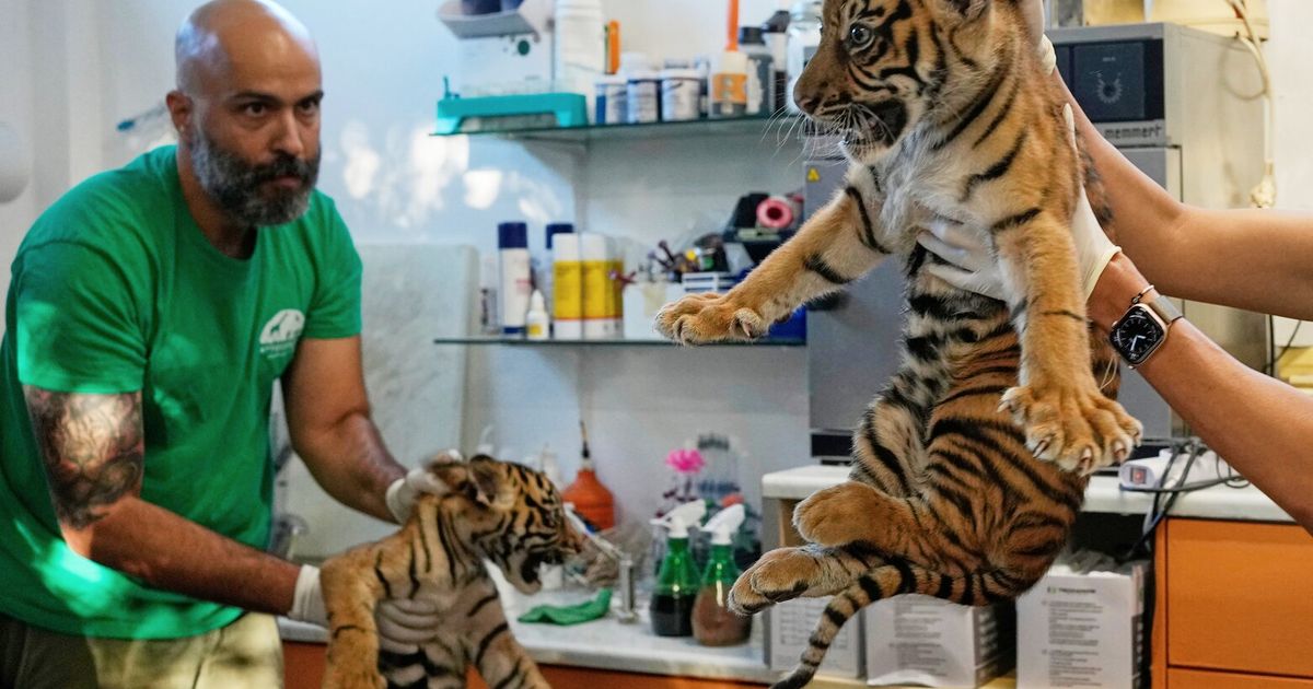 World’s most endangered tigers born in Greece as zoos build a safety net