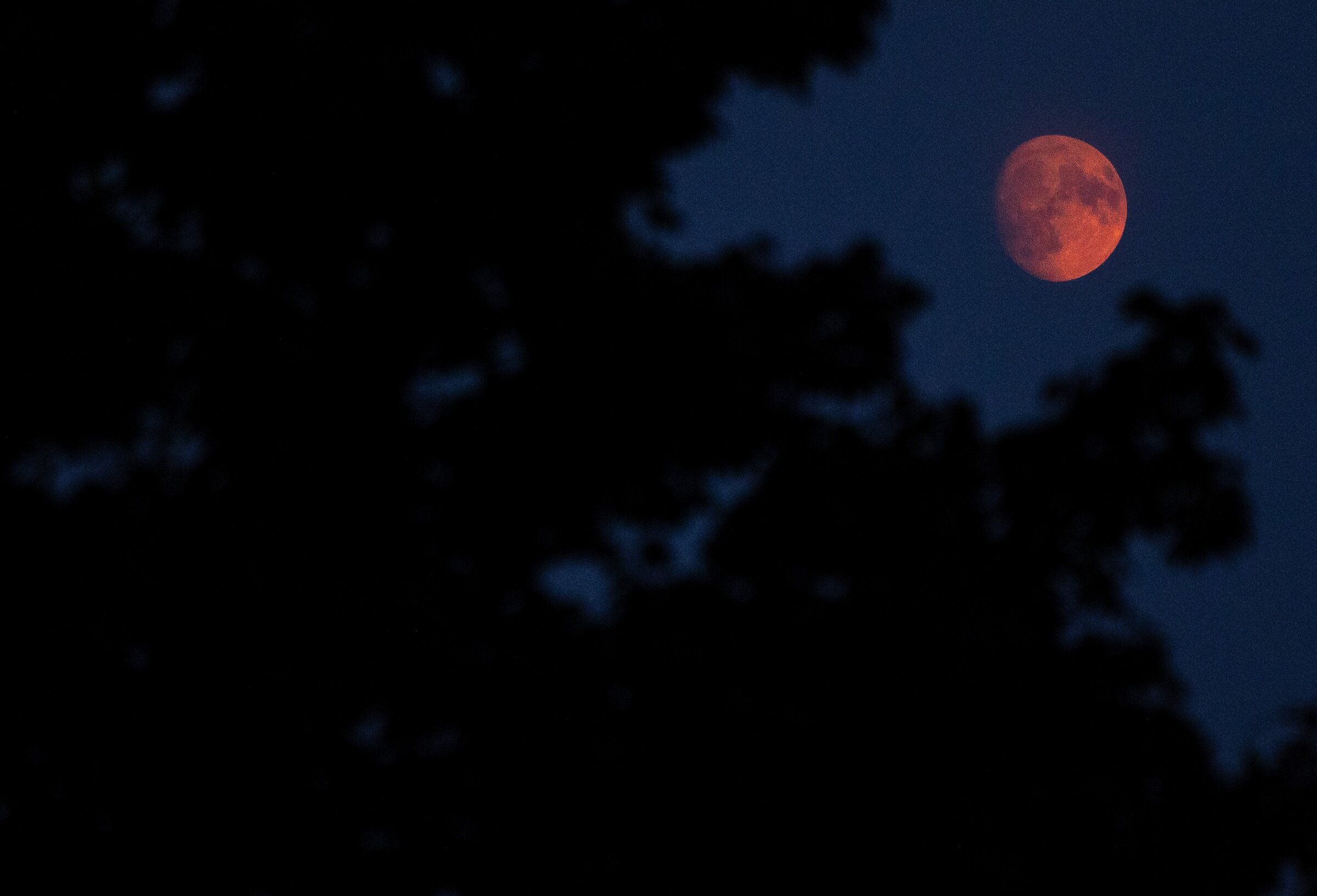 A waxing gibbous Moon glows with an orange hue. The photo was taken last September at Green Lake Park in Seattle. (Nick Wagner / The Seattle Times)